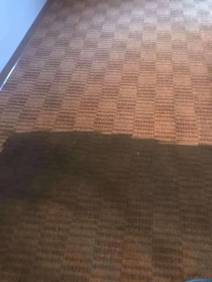 Patterned carpet showing dramatic clean and dirty halves